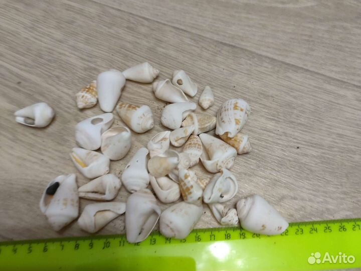 Морские ракушки