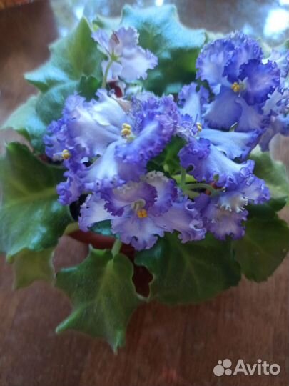 Фиалка сортовая