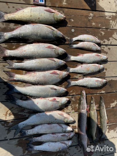 Охота рыбалка