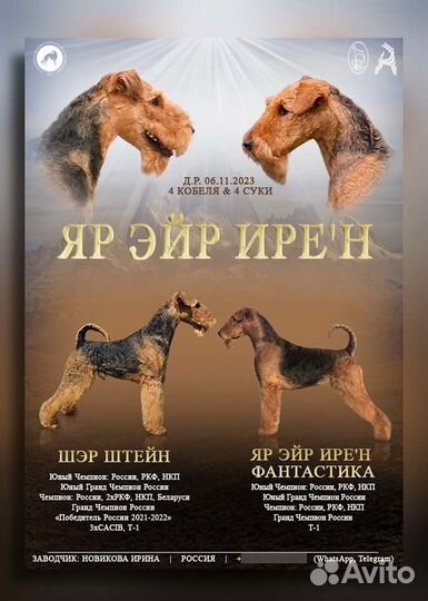 Эрдельтерьер щенки