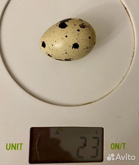 Перепелинные яйца