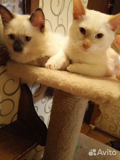 Котята тайские