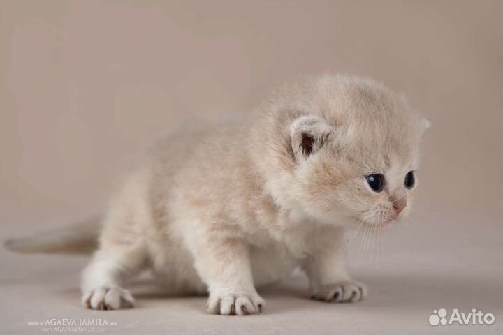 Мальчик голубое золото ay11 Henry Apple Wood