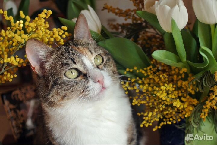 Кошечка Маруся