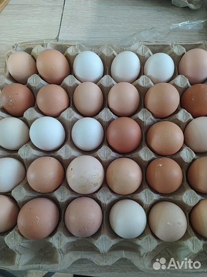 Домашние куриные яйца, диетические