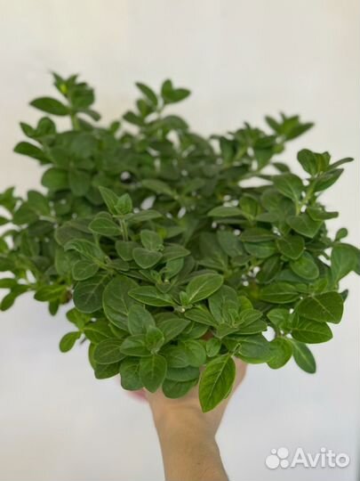 Рассада петунии, петуния каскадная сильвер тайфун