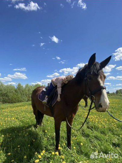 Верховая езда/конные прогулки/обучение/фотосессии