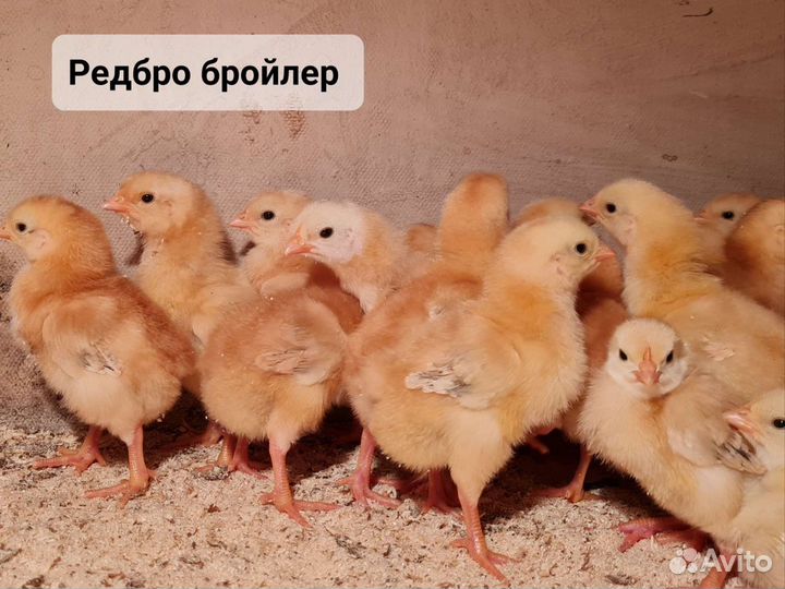 Бройлеры,цыплята, муларды,гусята,утята,индюшата