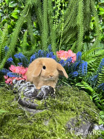 Декоративные кролики мини