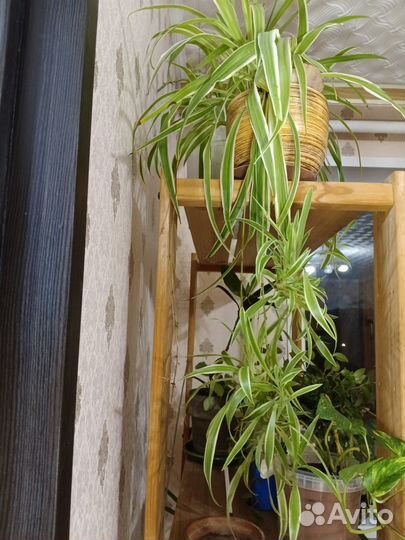 Хлорофитум