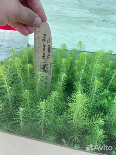 Сеянцы ели европейской зкс