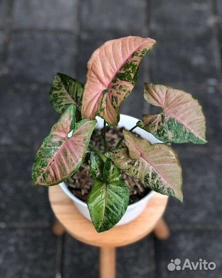 Сингониумы