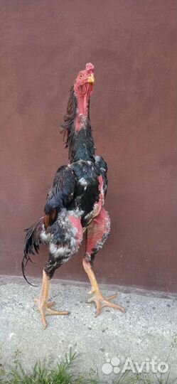 Бойцовые петухи