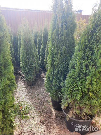 Хвойные растения