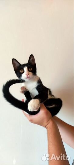 Котенок из приюта очень общительная. Доставка