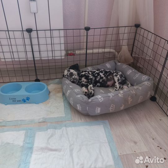 Собака в добрые руки отдам бесплатно