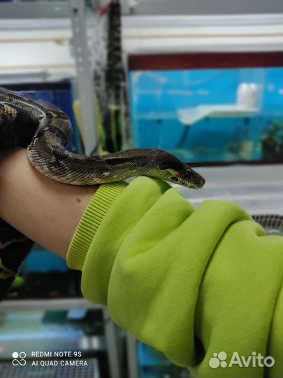 Императорский удав