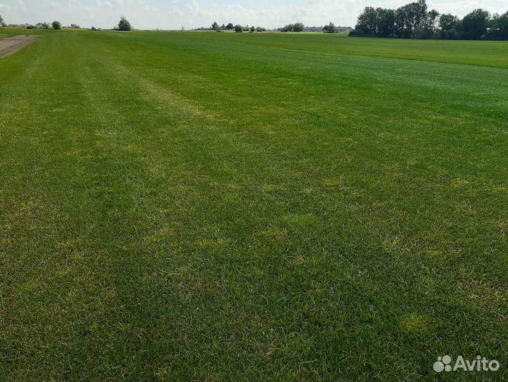 Рулонный газон мятлик