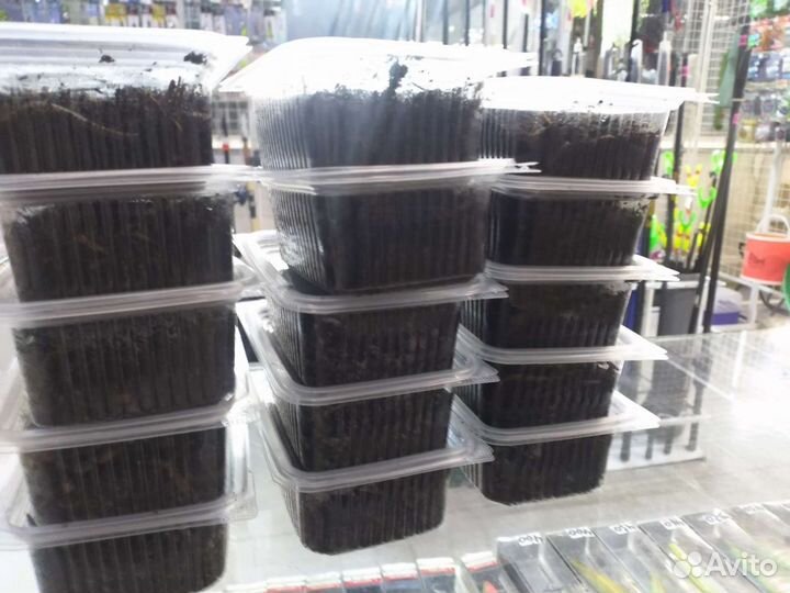 Черви для рыбалки