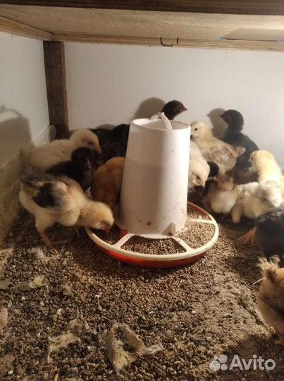 Цыплята суточные и подрощ, яйца на инк и на еду