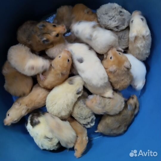 Хомячки сирийские на подарки вашим любимым