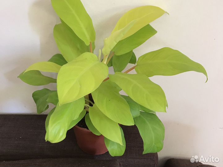 Филодендрон Голди Лок