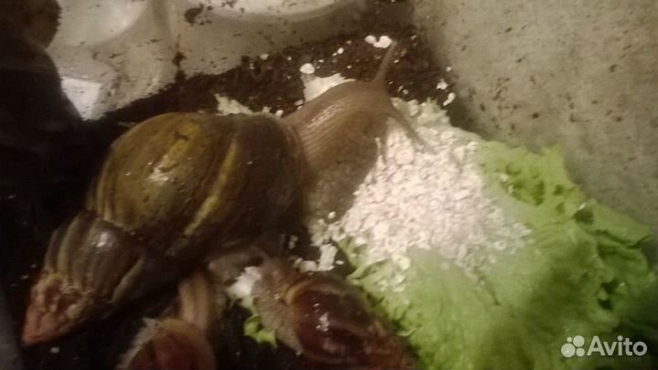 Гиганская Улитка Ахатина