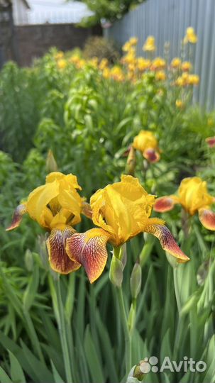 Ирисы