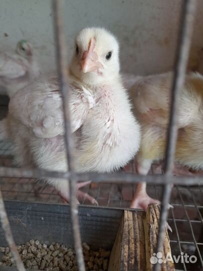 Цыплята двухнедельные
