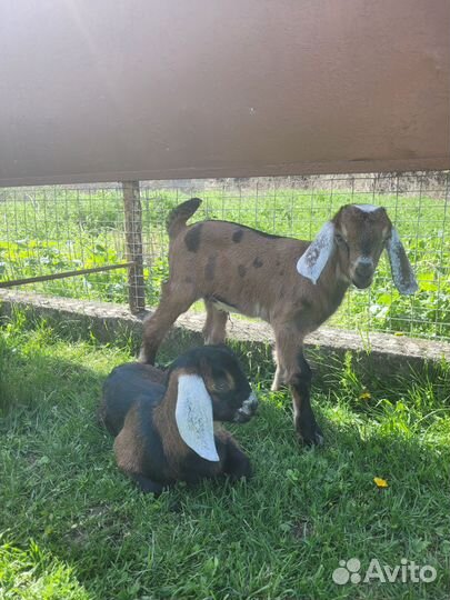 Козлята нубийские