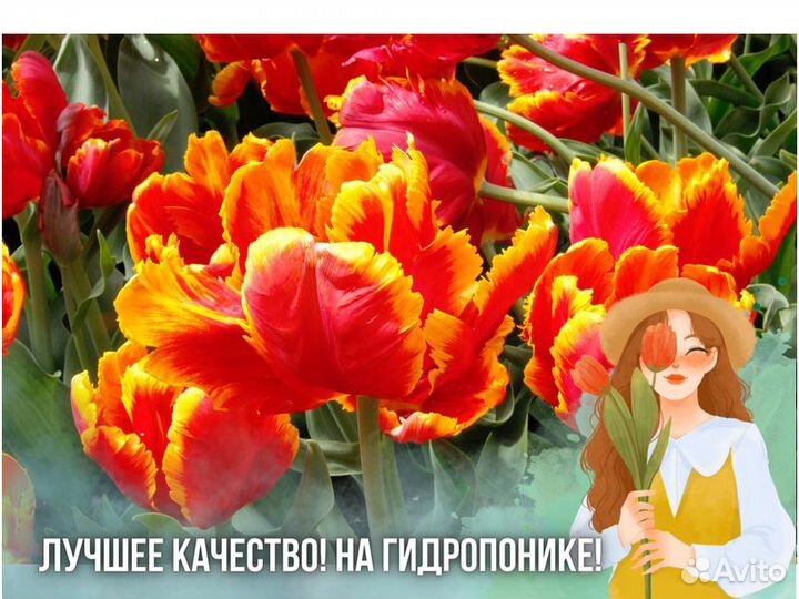 Тюльпаны оптом от производителя