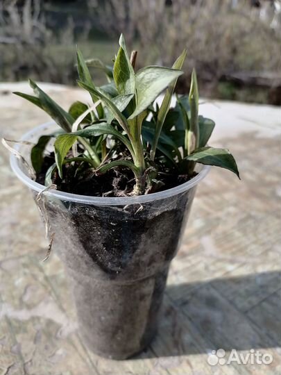 Рассада многолетних цветов