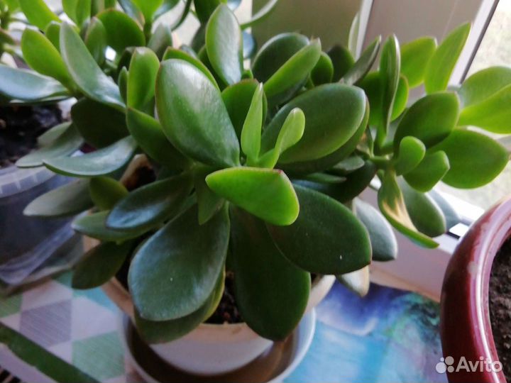 Денежное дерево