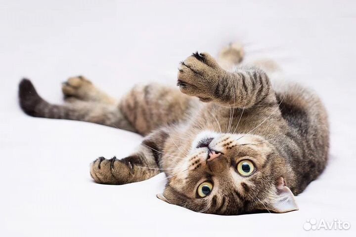 Барский Котик Барон