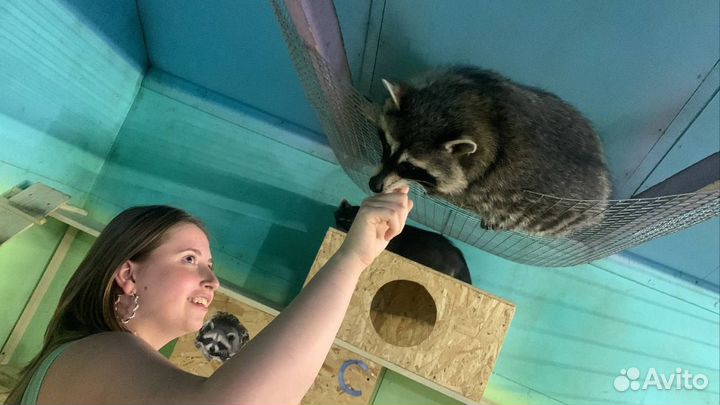 Общение с енотами