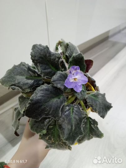 Фиалка в горшках