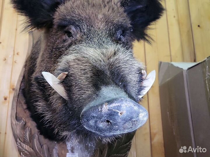 Голова кабана чучело