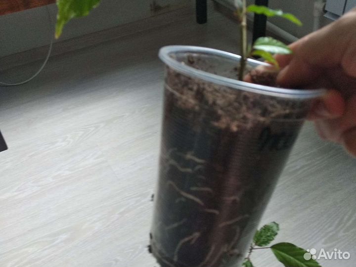 Фикус Бенджамино, Гибискус Герда вариегатный