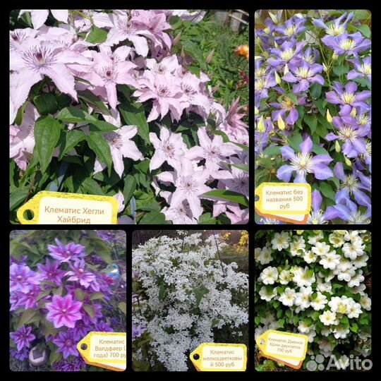 Клематис саженцы 30 сортов