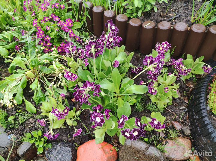 Мнололетники