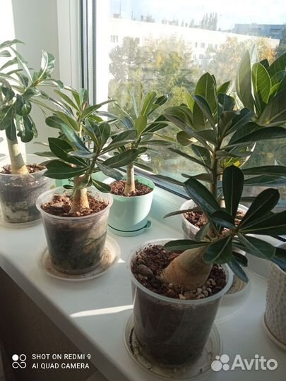 Комнатные растения цветы