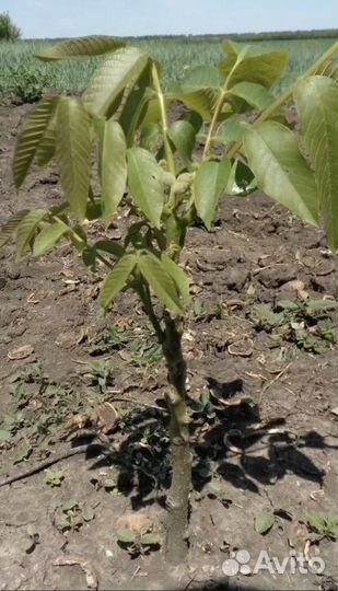 Саженцы грецого ореха