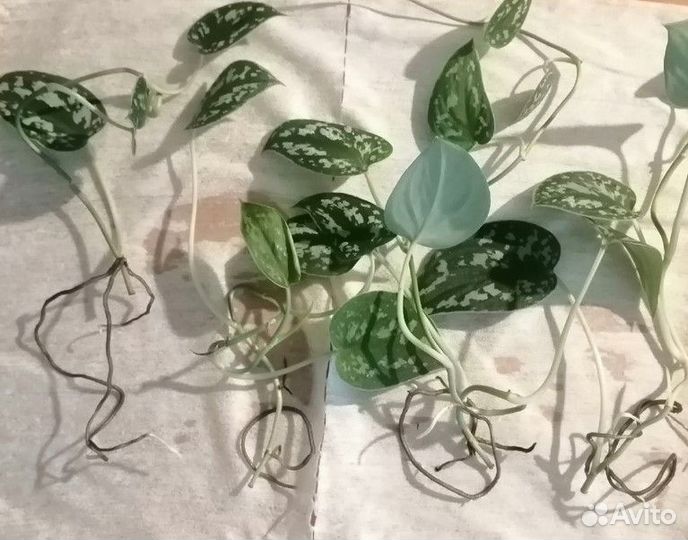 Домашние растения