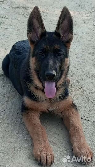 Дрессировка собак