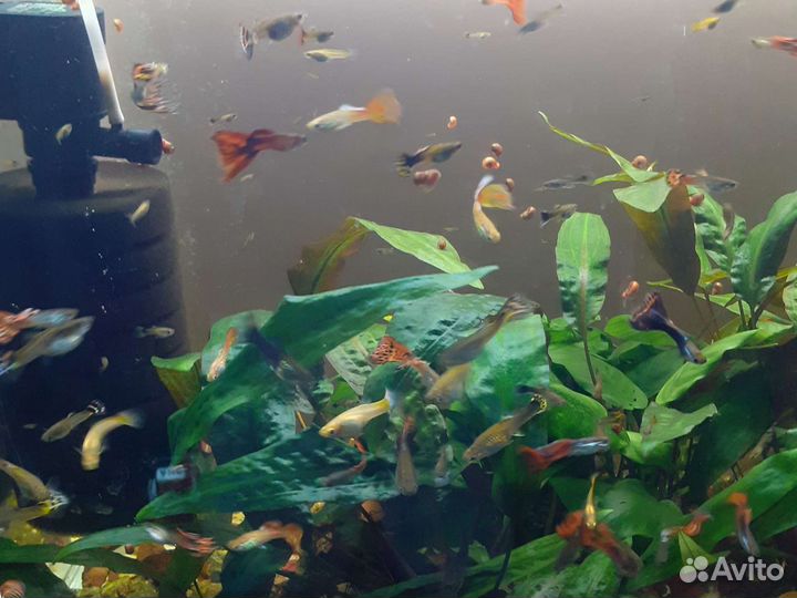 Рыбки аквариумные
