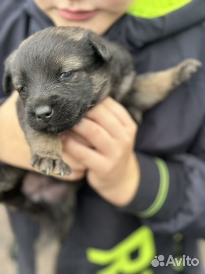 Малыш ищет хозяина