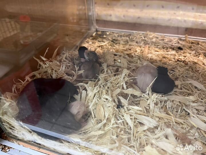 Сирийские хомячки