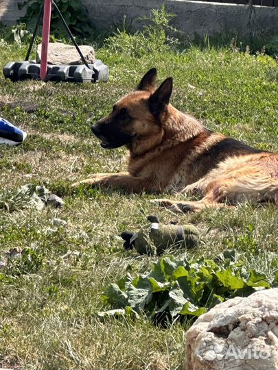 Щенки немецкой овчарки