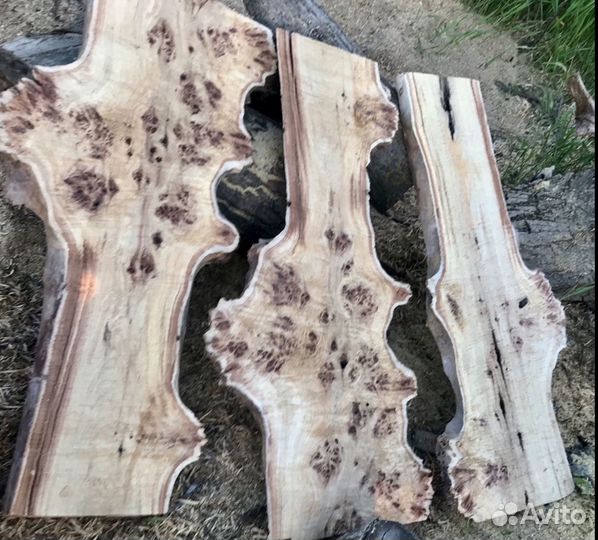 Каповый тополь