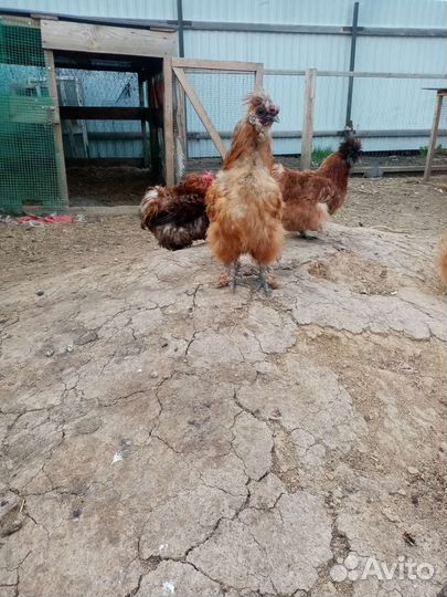 Китайские шелковые